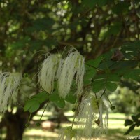 Thailentadopsis nitida (Vahl) G.P.Lewis & Schrire